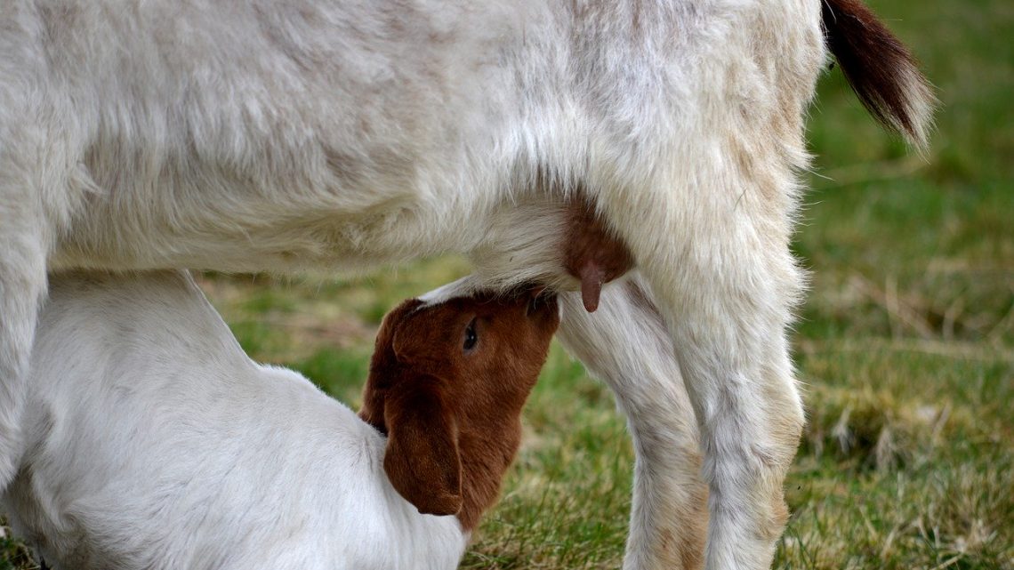 7 avantages du savon au lait de chèvre